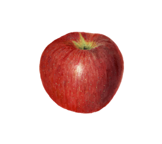 Chinese Red Apple