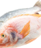 Frozen Sea Fish